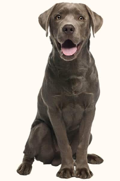 lab Alliance of Therapy Dogs - Sharing Smiles & Joy