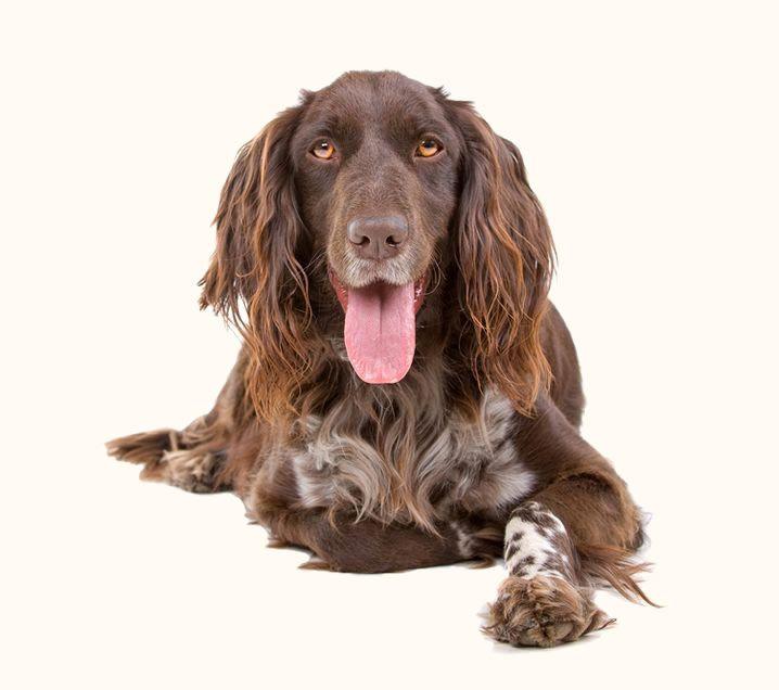therapy for dogs alliance of therapy dogs nationwide therapy association therapy for dogs alliance of therapy dogs nationwide therapy association