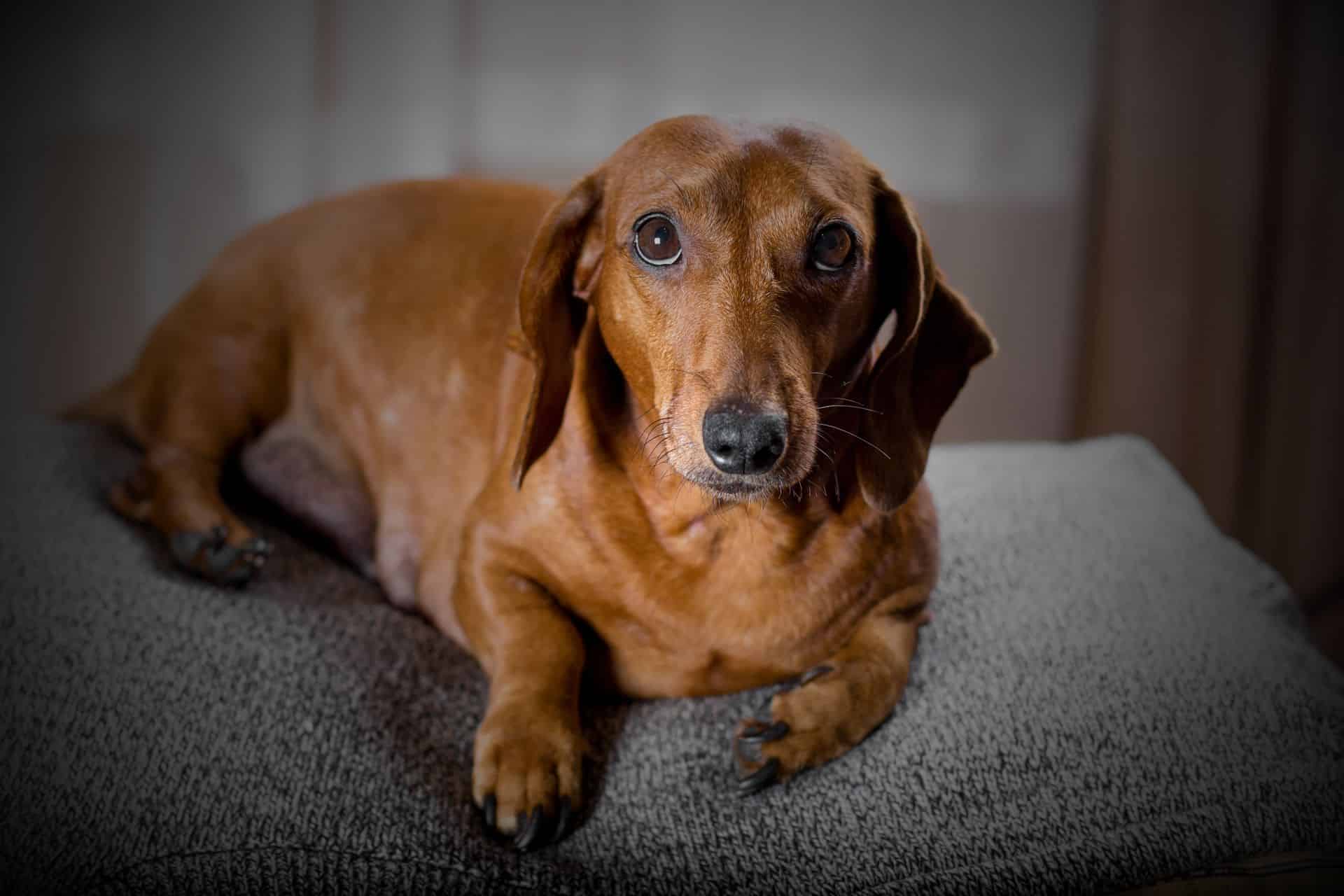 alliance of therapy dogs renewal