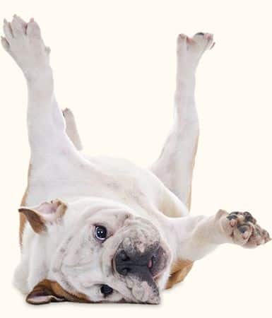 lazy Alliance of Therapy Dogs - Sharing Smiles & Joy