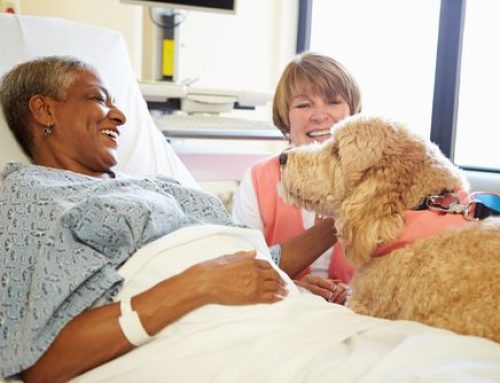 how to your to be a therapy how to prepare your puppy to be a therapy alliance of therapy dogs inc how to your to be a therapy how to prepare your puppy to be a therapy alliance of therapy dogs inc