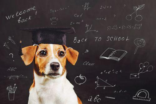 stress dogs in schools