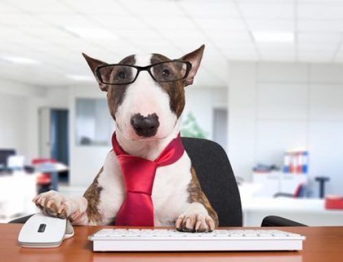 for dogs to be a therapy how do i get my to be a therapy alliance of therapy dogs inc for dogs to be a therapy how do i get my to be a therapy alliance of therapy dogs inc