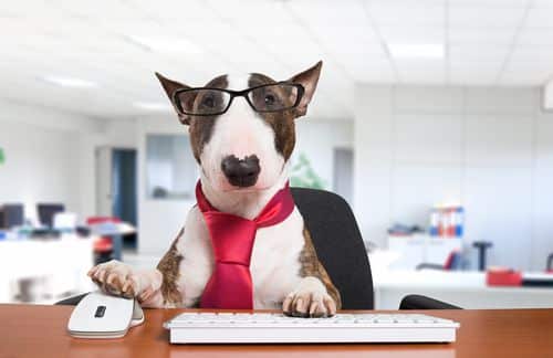 office therapy dog