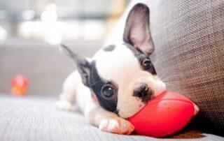 How to Prepare Your Puppy to be a Therapy Dog