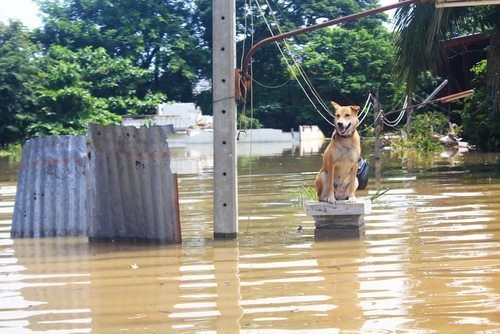 Creating a Disaster Preparedness Plan for Your Pets