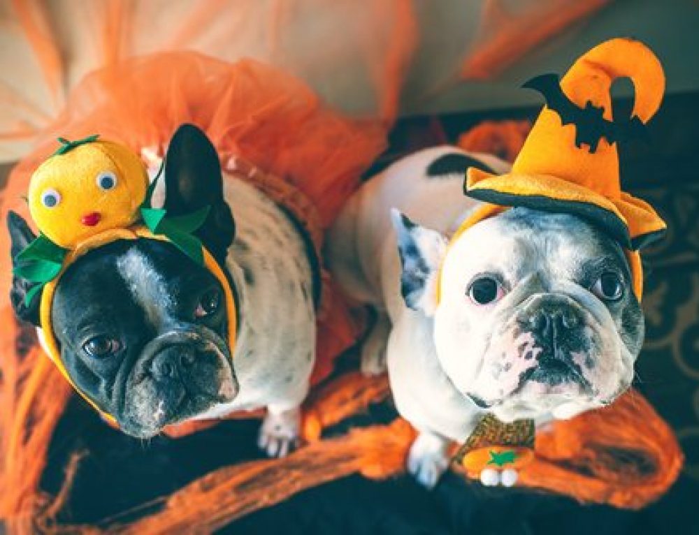 how to your to be a therapy how to prepare your puppy to be a therapy alliance of therapy dogs inc how to your to be a therapy how to prepare your puppy to be a therapy alliance of therapy dogs inc
