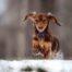 how to your puppy to be a therapy how to prepare your puppy to be a therapy alliance of therapy dogs inc how to your puppy to be a therapy how to prepare your puppy to be a therapy alliance of therapy dogs inc