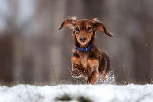 Extra Care During Winter Months Alliance Of Therapy Dogs