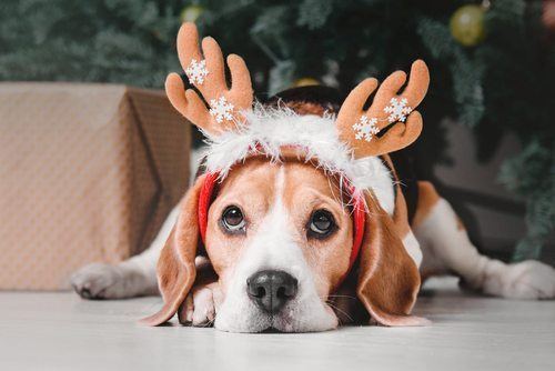 What Gift Should I Give My Dog This Holiday Season?