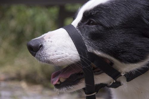 Head Halters for Dogs