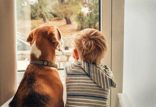 Why Does My Dog Follow Me Around - Alliance Of Therapy Dogs