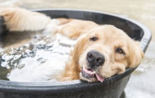 What Are Common Summer Dangers For Dogs?