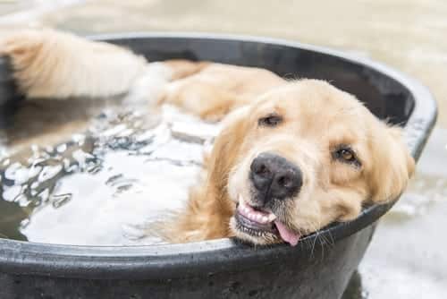 What Are Common Summer Dangers For Dogs?