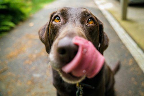 therapy dogs for adoption near me