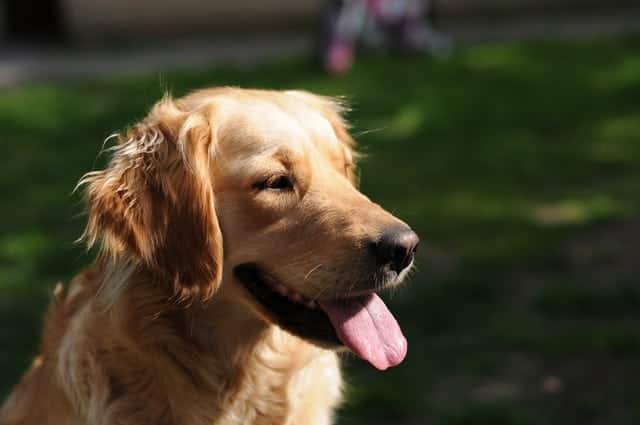 emotional assistance dog