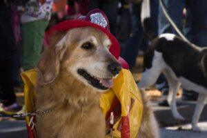 dogs and firefighters
