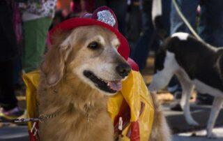 dogs and firefighters
