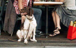 Therapy Dogs in Restaurant