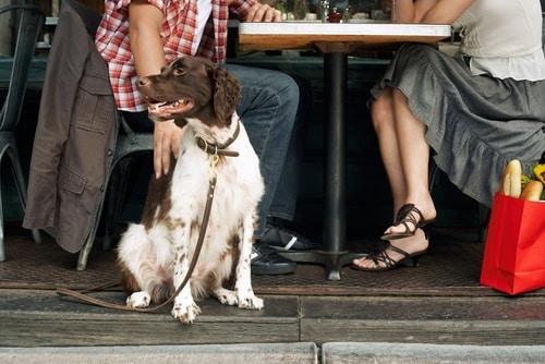 do hotels have to allow therapy dogs