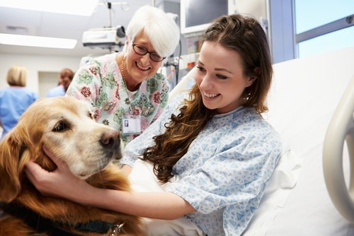 therapy-dog-hospital