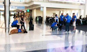 Airport Therapy Dog