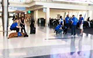 Airport Therapy Dog