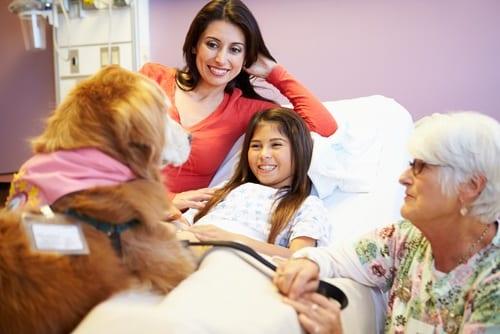 how-to-get-your-dog-certified-as-a-therapy-dog-therapy-dogs-your-dog-therapy-dog-training