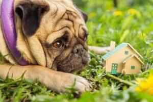 therapy-dog-surroundings