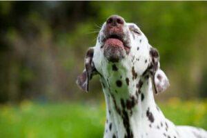 Barking or Whining - Alliance of Therapy Dogs