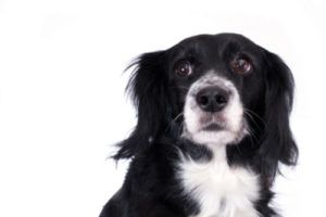Changes in Their Ears and Eyes - Alliance of Therapy Dogs