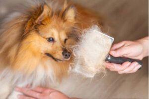 Shedding Fur - Alliance of Therapy Dogs