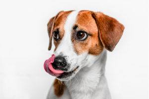 Excessive Licking or Yawning - Alliance of Therapy Dogs