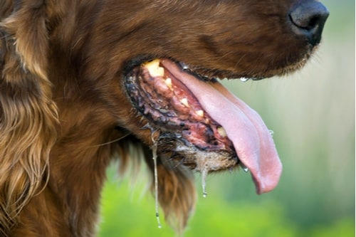 Excessive Panting and Drooling - Alliance of Therapy Dogs