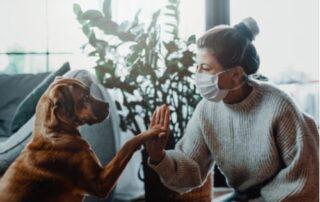 therapy dog