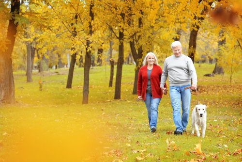 Care Tips For Senior Dog Owners