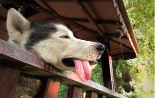 Spotting Heatstroke In Dogs