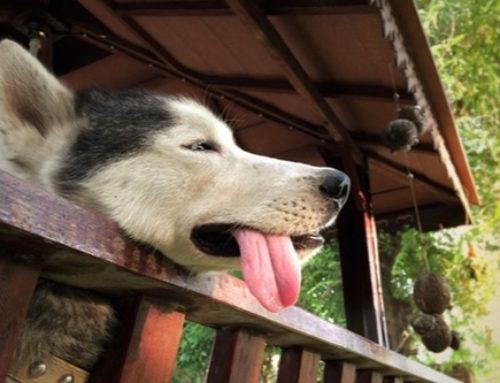 Spotting Heatstroke In Dogs: A Practical Guide