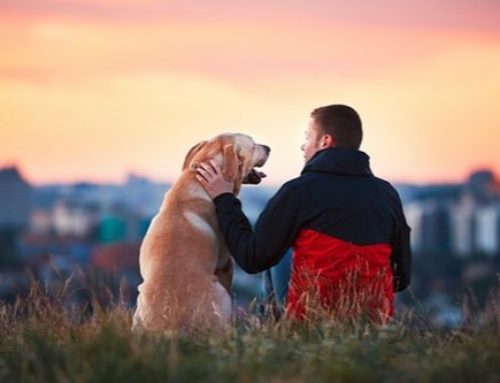 Grooming Tips For Therapy Dog Owners: How To Get Your Pup Ready For Their Next Visit