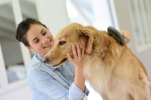 Dog shop hair care