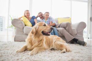 therapy dogs