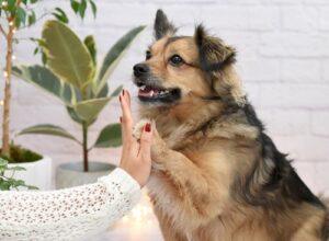 Benefits of Therapy Dogs