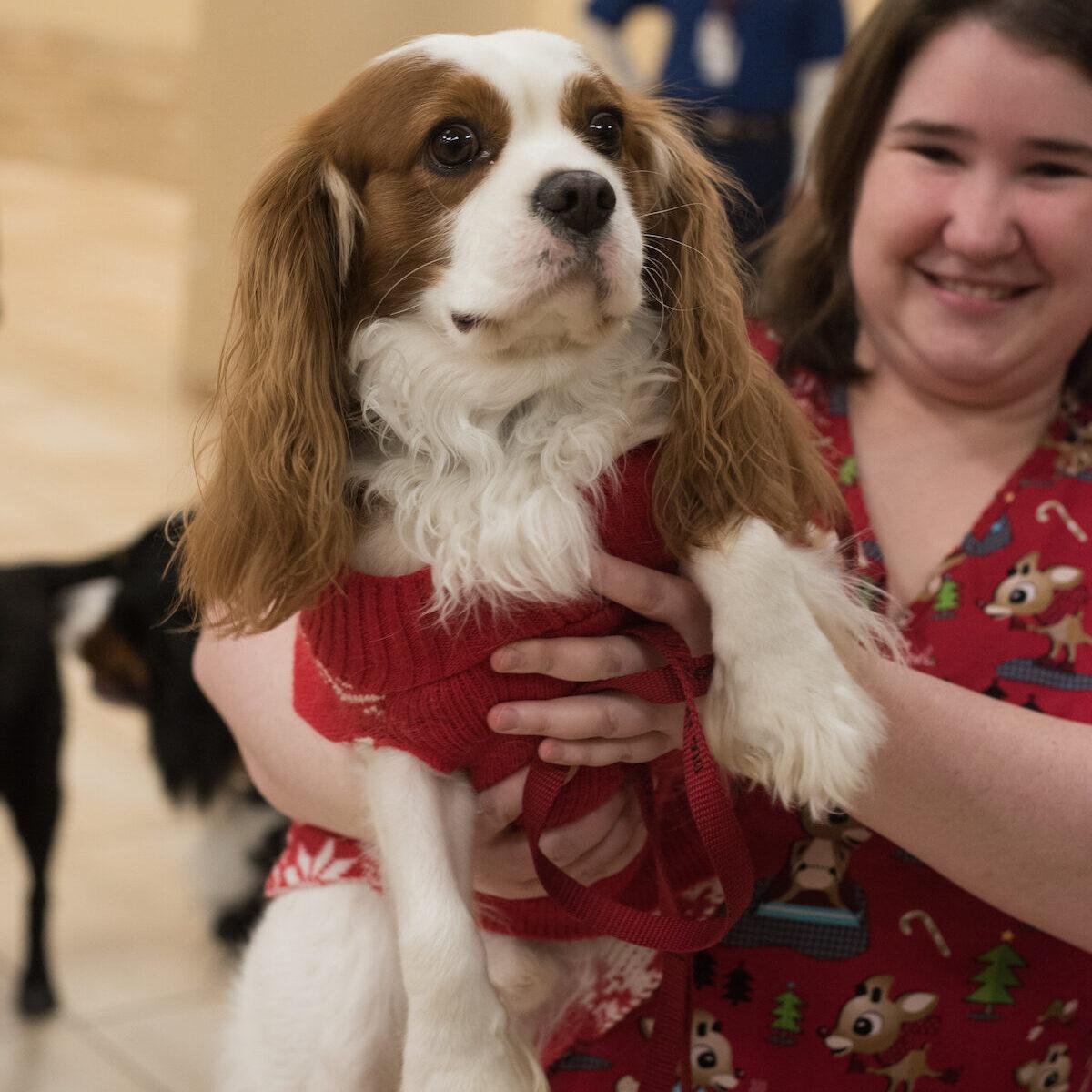 Alliance of Therapy Dogs volunteer holds dog wearing a Christmas sweater.