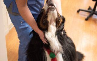 Therapy Dog at Hospital Visit with Staff Member