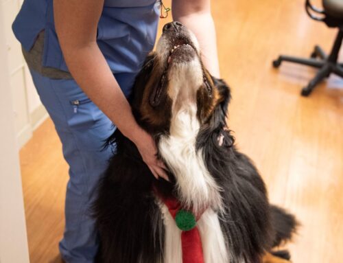 Therapy Dogs at Hospitals