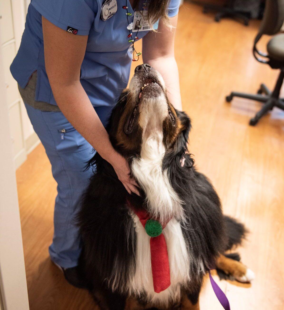 Therapy Dogs At Hospitals Alliance Of Therapy Dogs Inc 