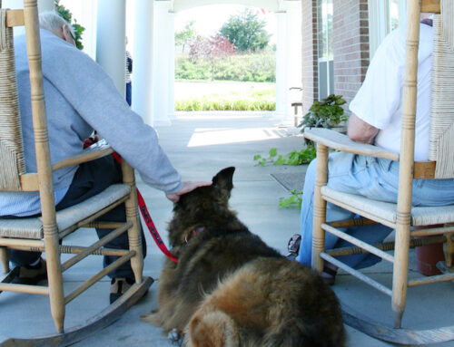 Therapy Dogs In Nursing Homes