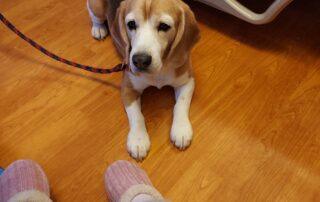 therapy dog at home visit