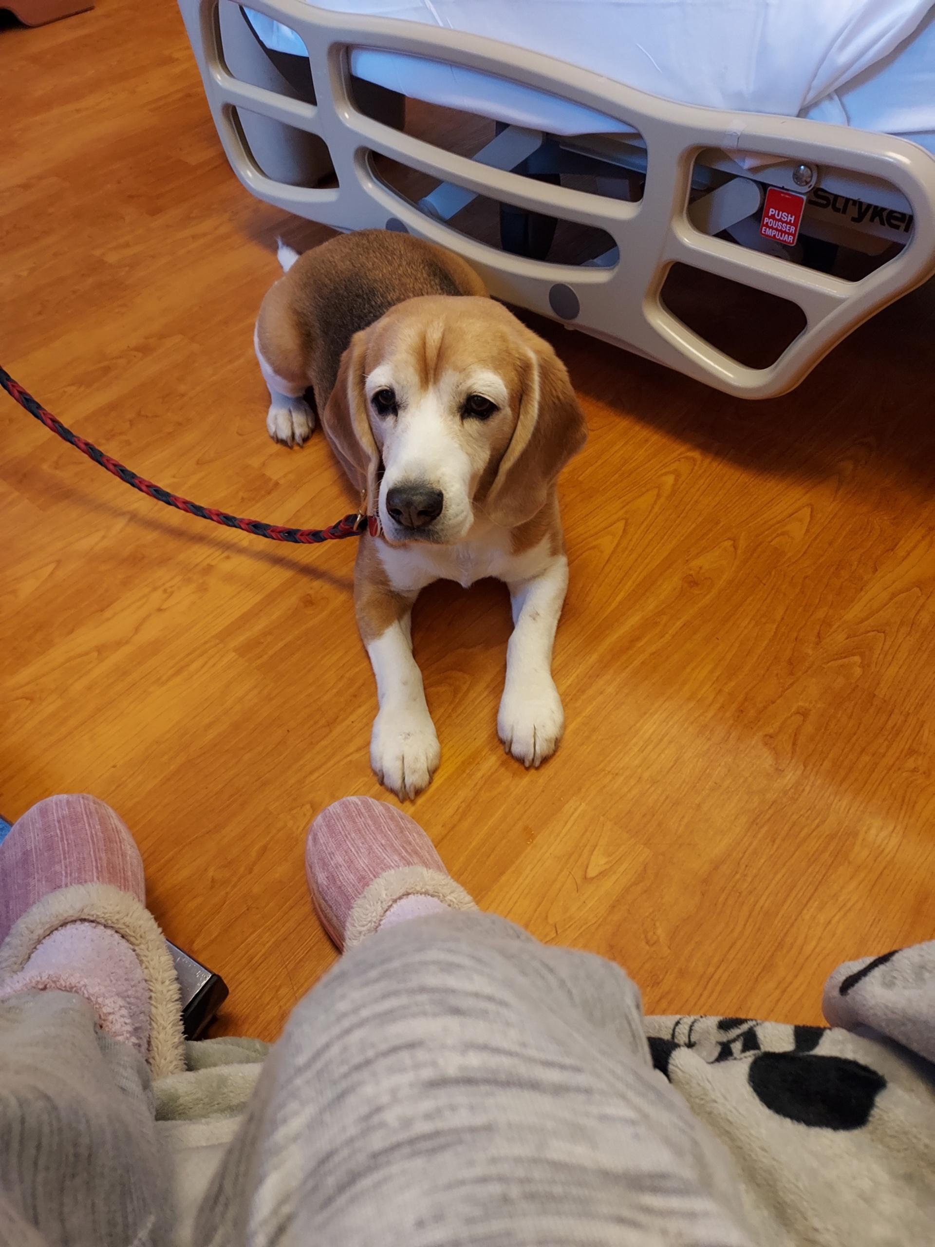 therapy dog at home visit