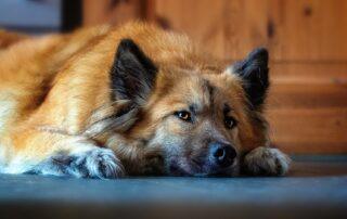 close-up photo of a therapy dog at a funeral home